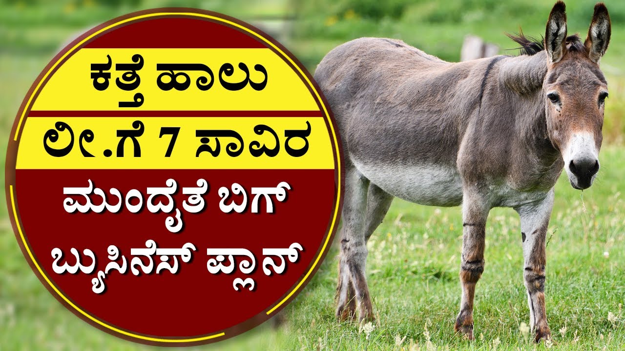 ಕತ್ತೆ ಹಾಲು ಲೀ.ಗೆ 7 ಸಾವಿರ ಮುಂದೈತೆ ಬಿಗ್‌ ಬ್ಯುಸಿನೆಸ್‌ ಪ್ಲಾನ್‌ | Donkey Milk | Haryana | NewsFirst