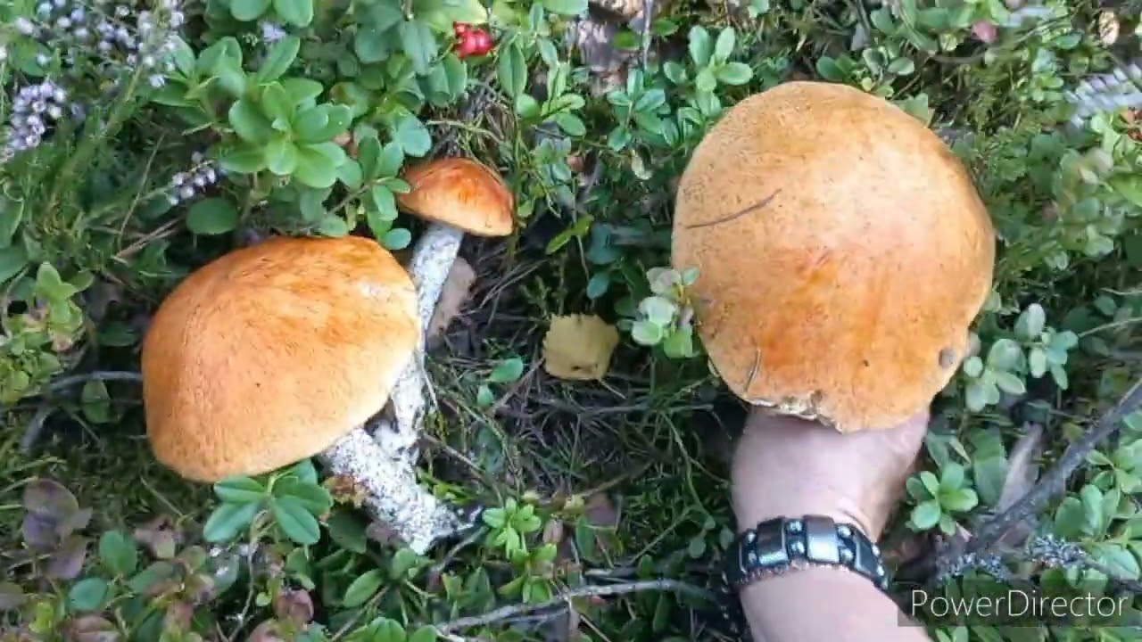 Грибы 🍄 Боровые Белые,  Незапланированая удачная прогулка по лесу