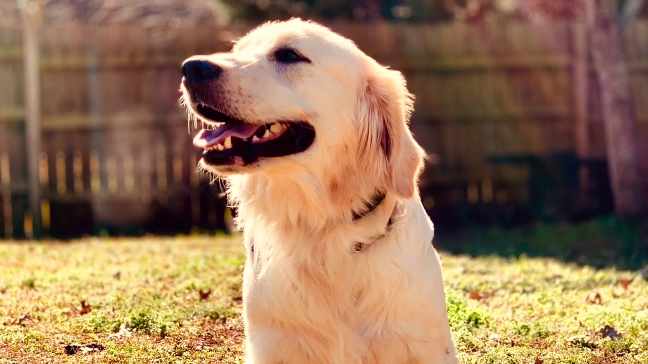 11 Month Old Golden Retriever 