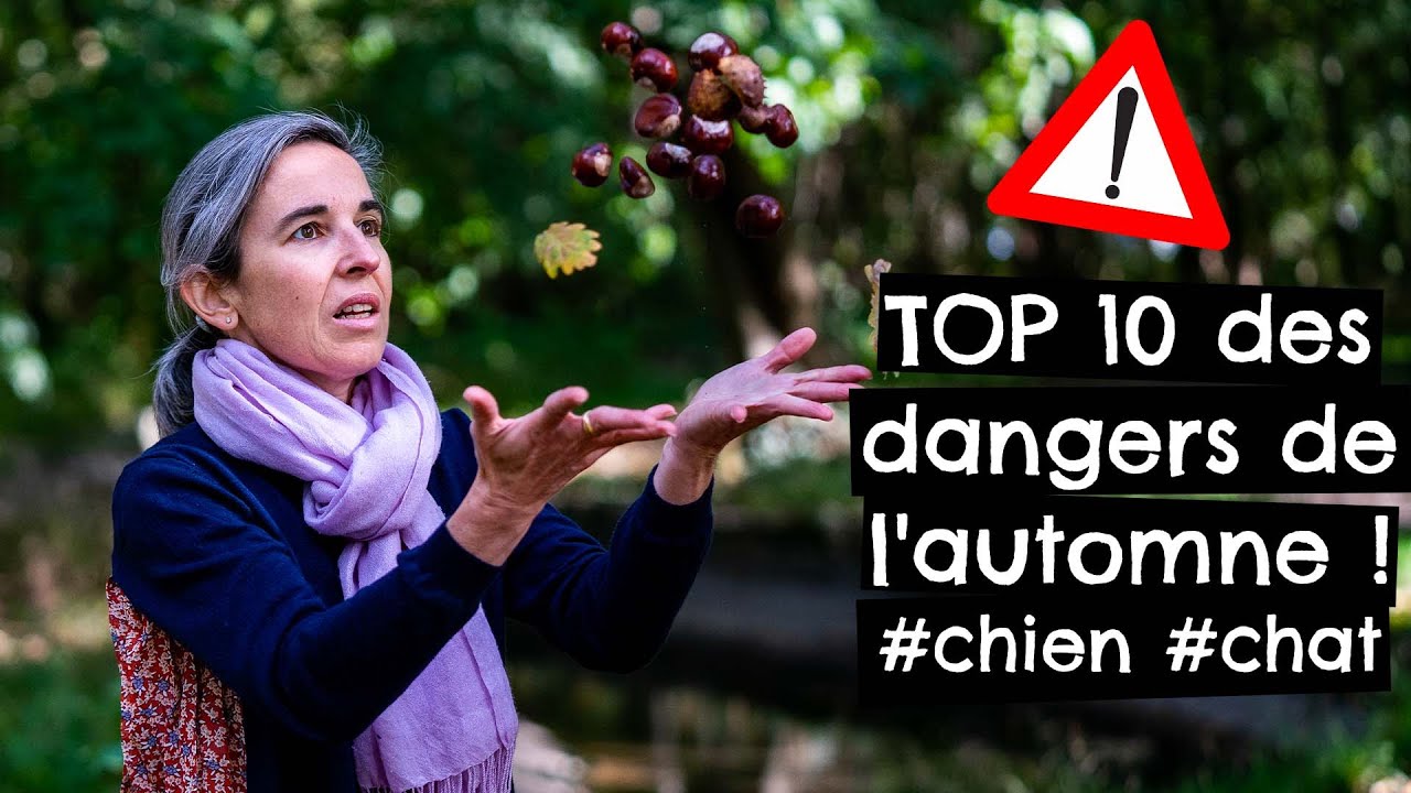 TOP 10 des dangers en automne ! #chien #chat 🐶 🐱