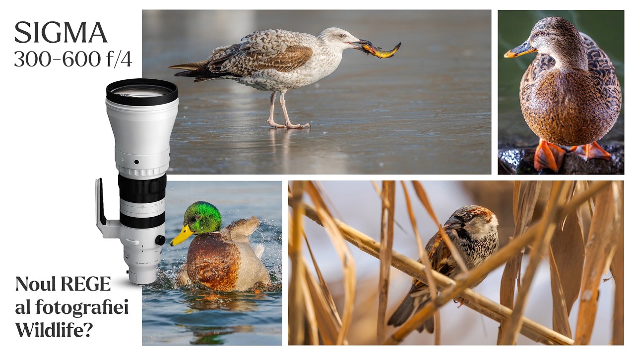 [Review] Sigma 300-600mm f/4 DG OS Sports ❎ Performanță fără compromis?