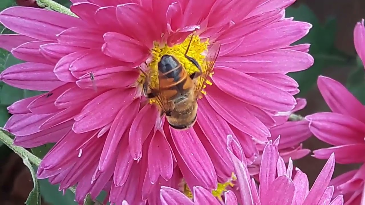 Bee Buzzing - Nature Sound Effects HD