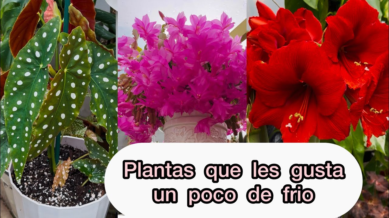 Plantas que les gusta un poco de frio y mas tips para invierno