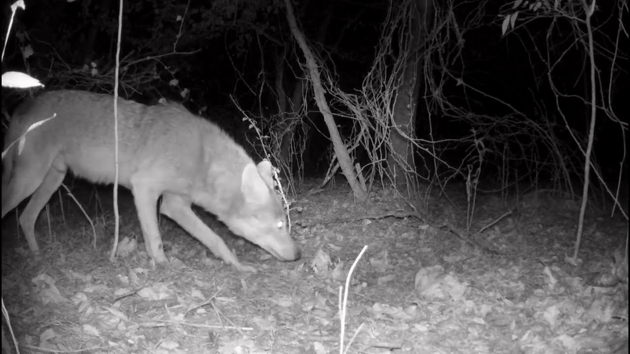 Coyote Eating | Wildlife Footage