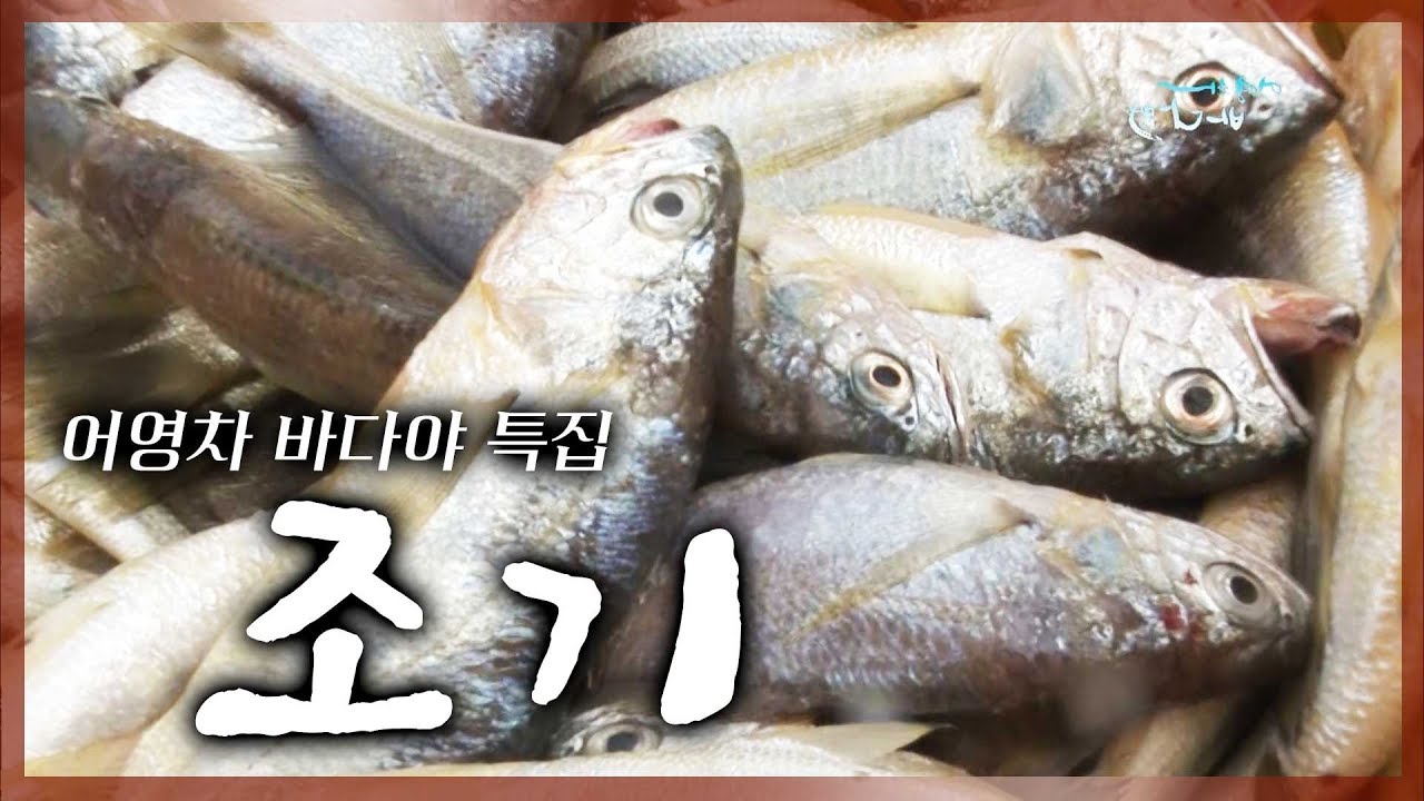 [어영차바다야 특집] 꾸르륵 우는 백성의 물고기 '조기'  #조기 #부세 #민어 #조기찌개 #조기완자 #조기어죽