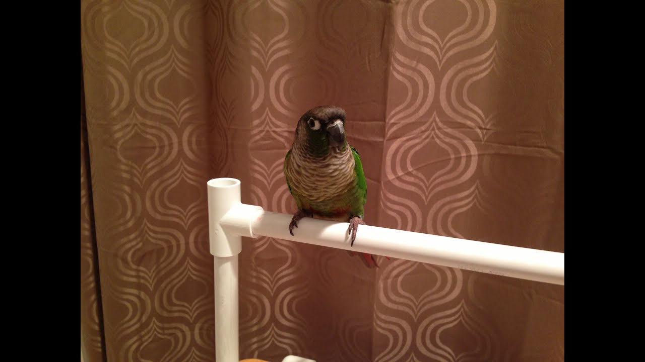 DIY Bird stand (small)