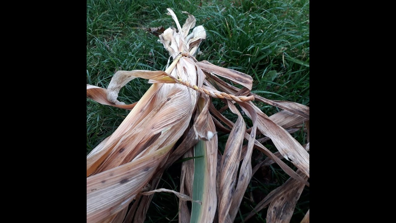 vannerie sauvage : récolter les feuilles d'iris