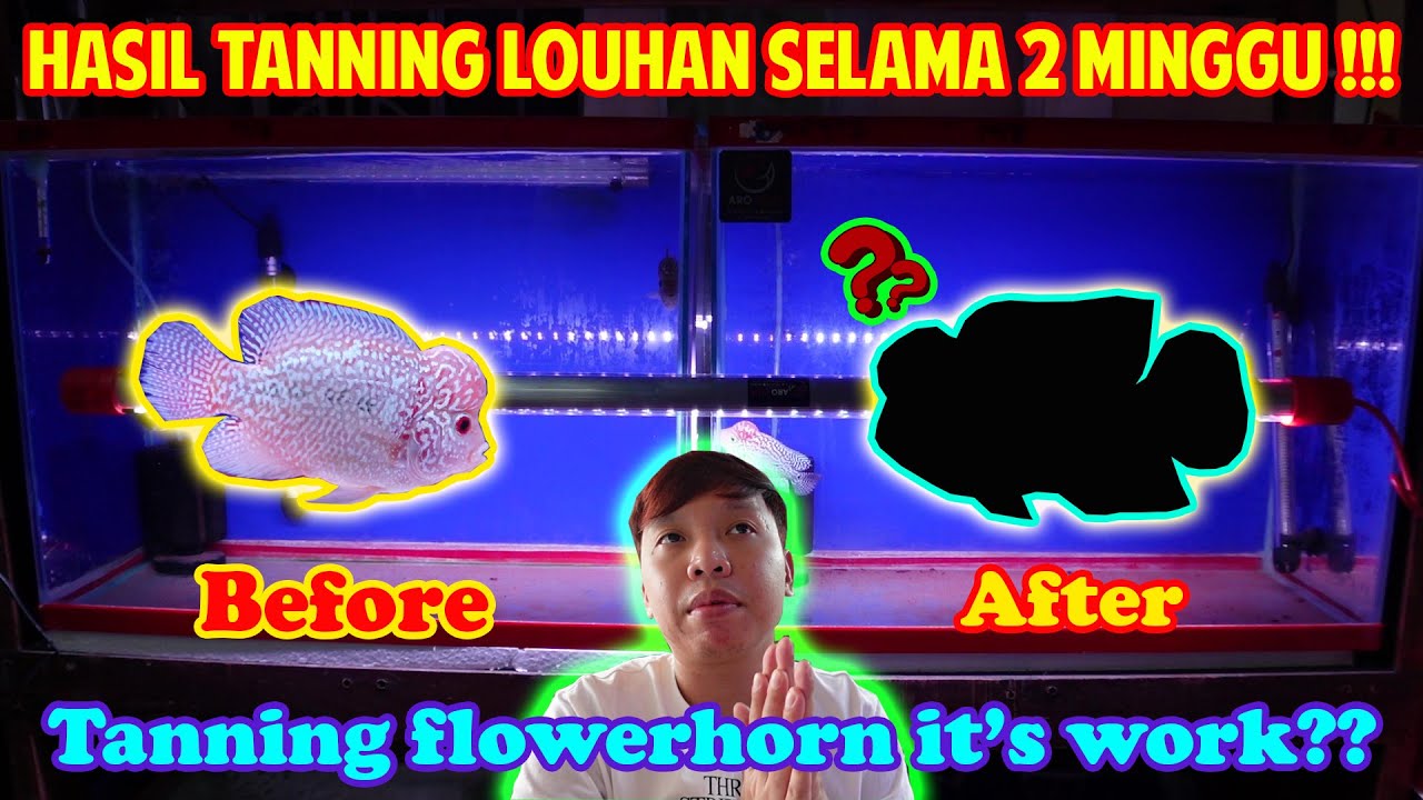 HASIL TANNING LOUHAN KAMFA SELAMA 2 MINGGU !!! JADI GIMANA YA ??