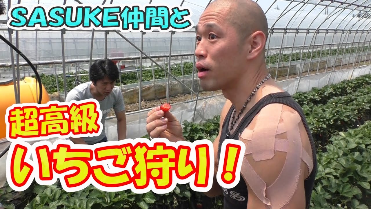 SASUKE仲間と超高級いちご狩りに行ってきた！