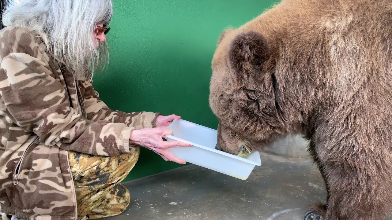 Amiga Ursa: Rita Lee visita ursa Rowena e escreve livro infantil inspirado nela