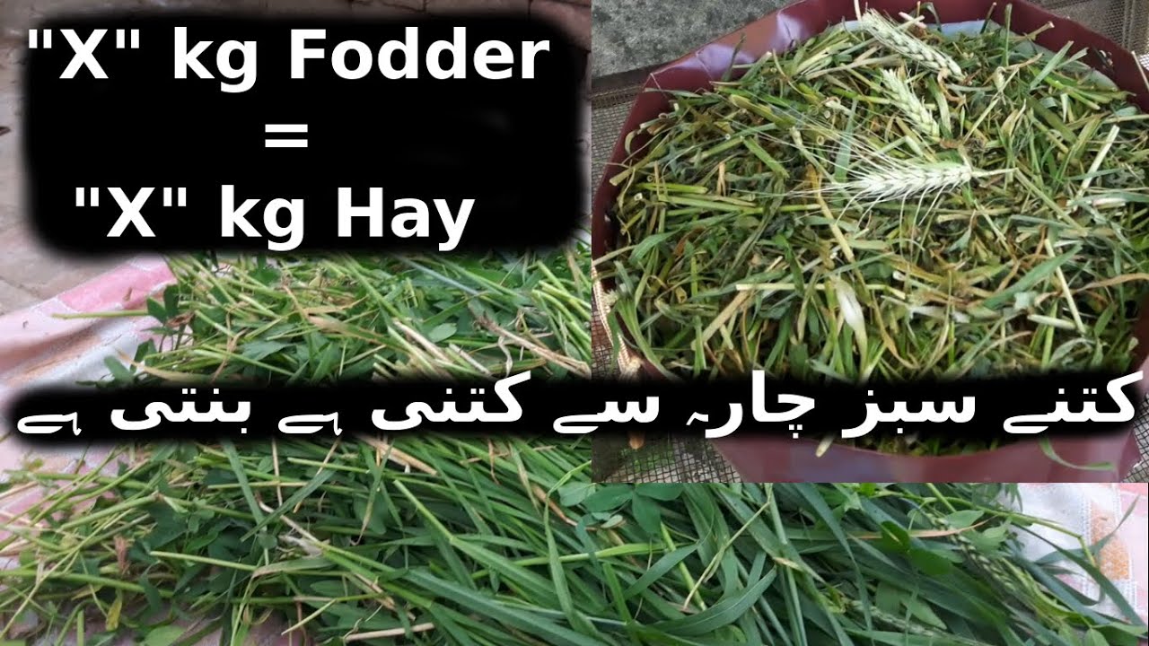 kitne sabz charay se kitne hay banti hai | barseem ki hay