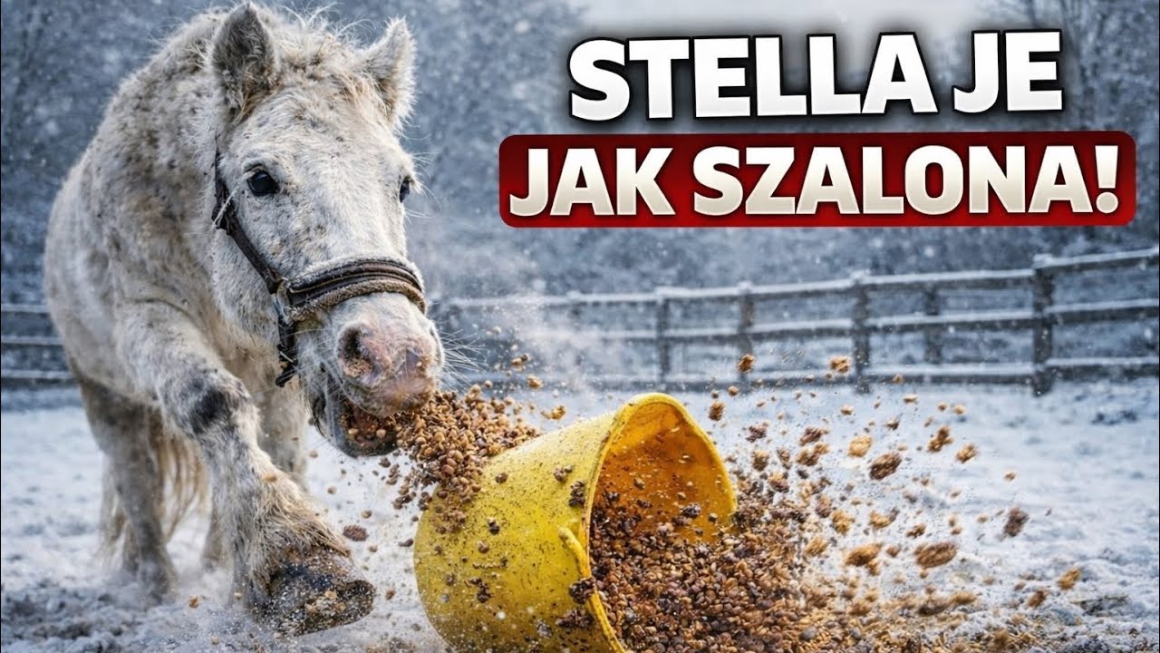 PORANNA ZIMOWA RUTYNA W STAJNI ! ❄️ WSZYSTKO ZAMARZŁO ! #Vlog 