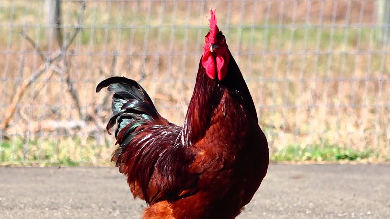 Rhode Island Red Rooster and Hen, Free Ranging Chickens producing Brown Eggs