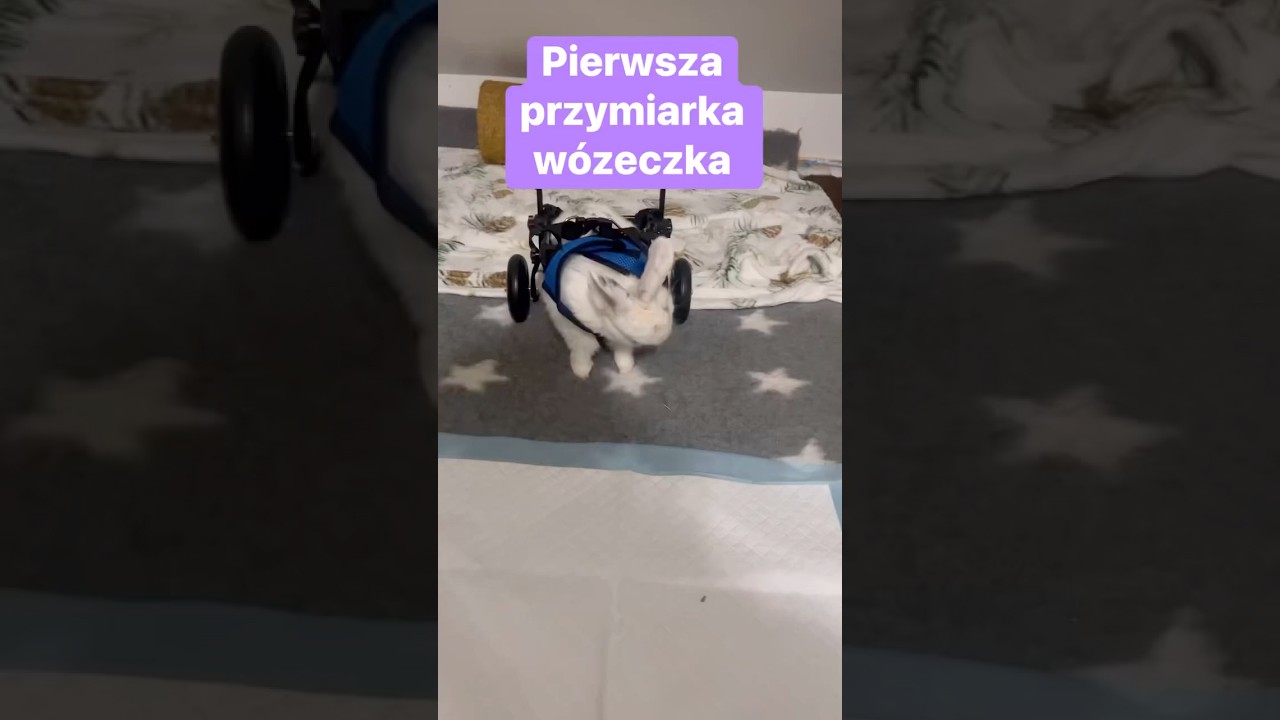 Wózek dla królika z paraliżem tylnych kończyn 🐰 #króliki #królik