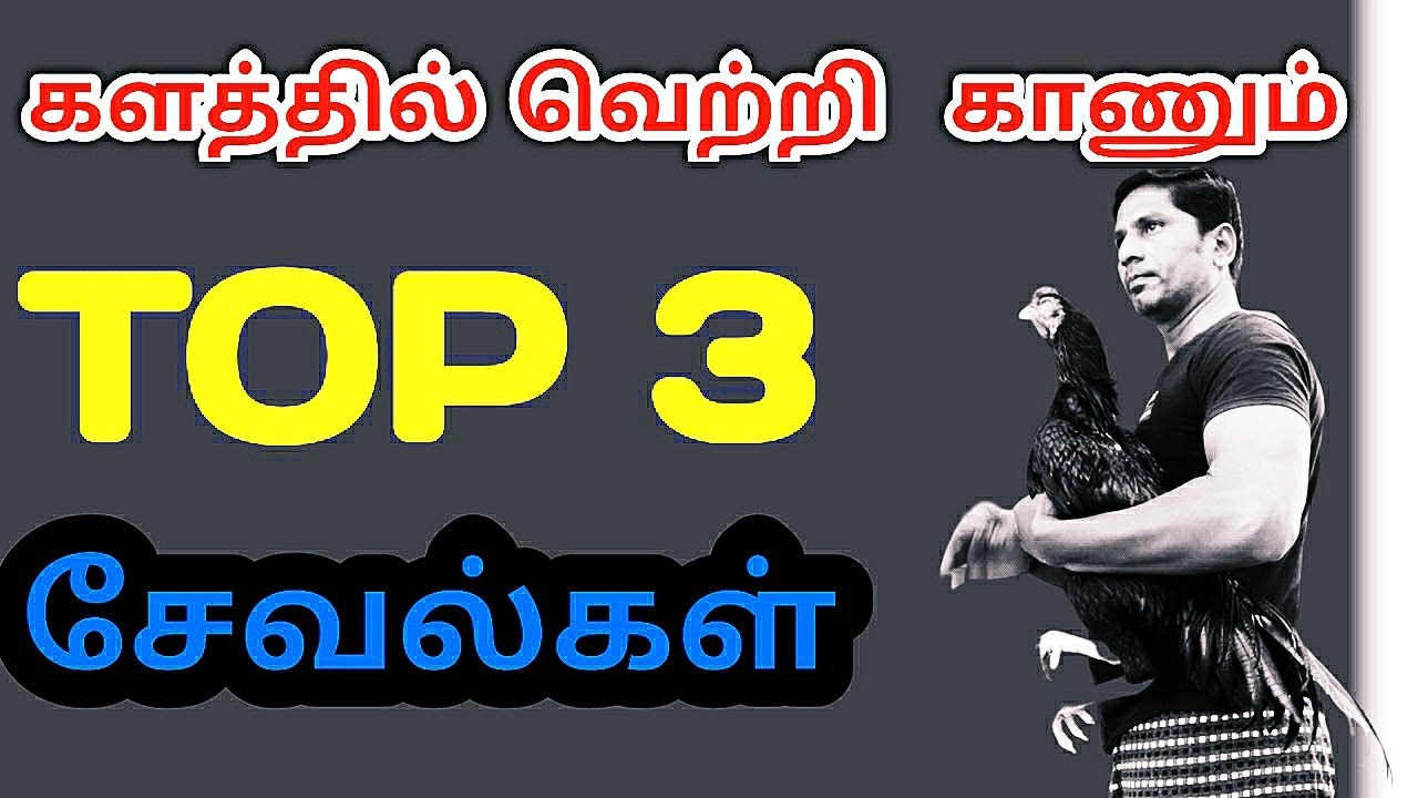 களத்தில் ஆளுமை செய்யும் சிறந்த 3 சேவல்கள்