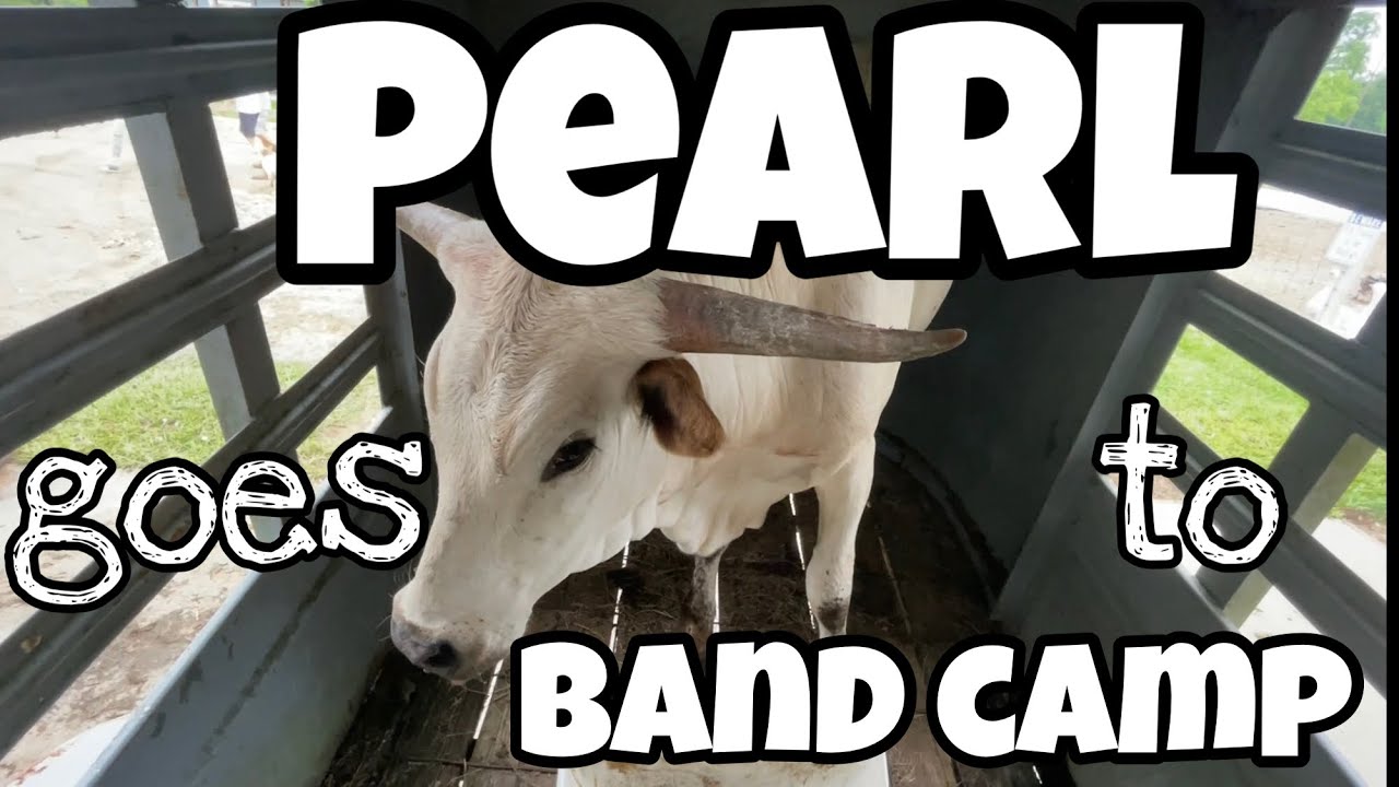 Pearl Goes To Band Camp