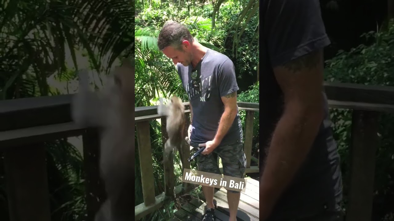 Sacred Monkey Forest Sanctuary in Bali, Indonesia. #bali #monkey #travel #shorts #short #banana