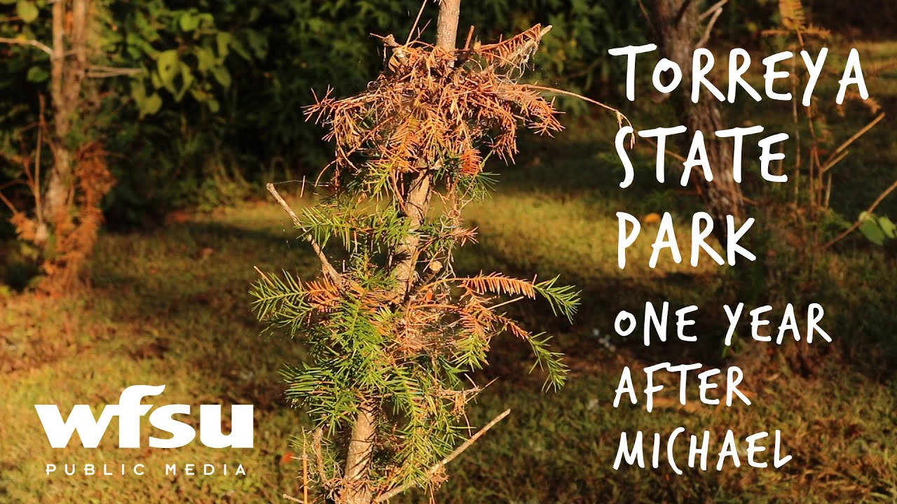 Torreya State Park After Hurricane Michael | One Year Later