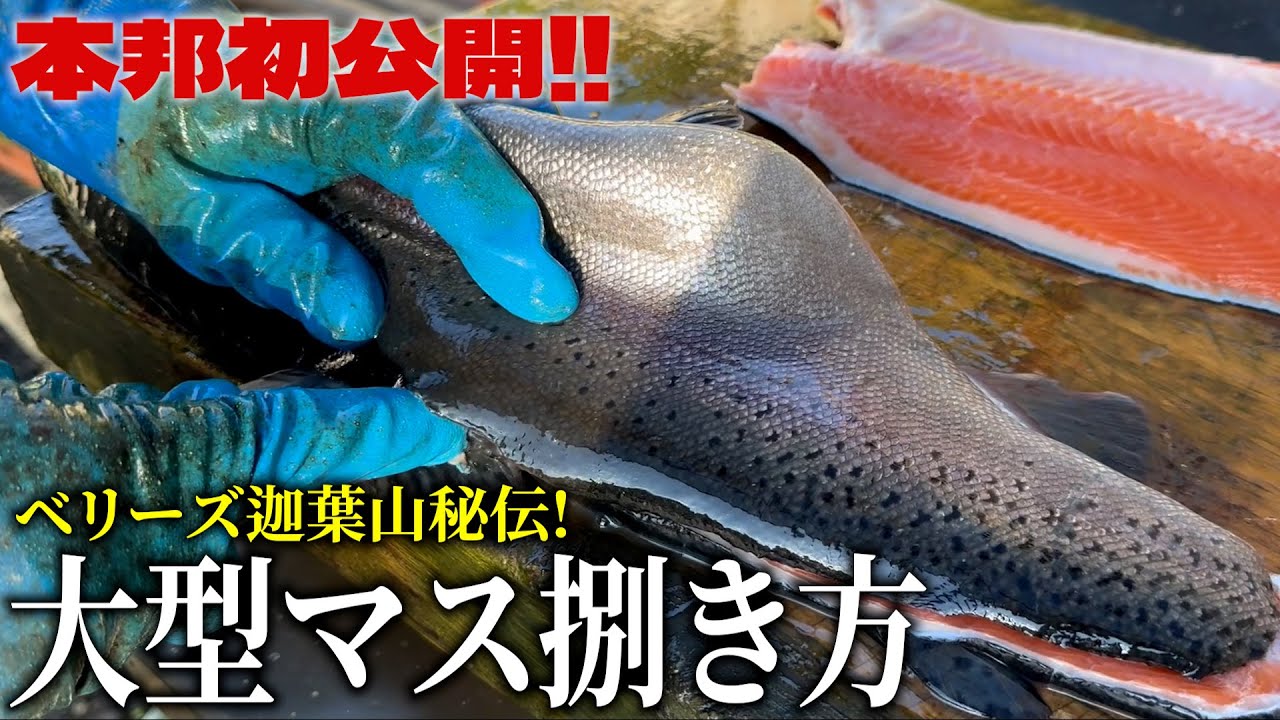 【必見】ベリーズ迦葉山秘伝！大型マスの捌き方！