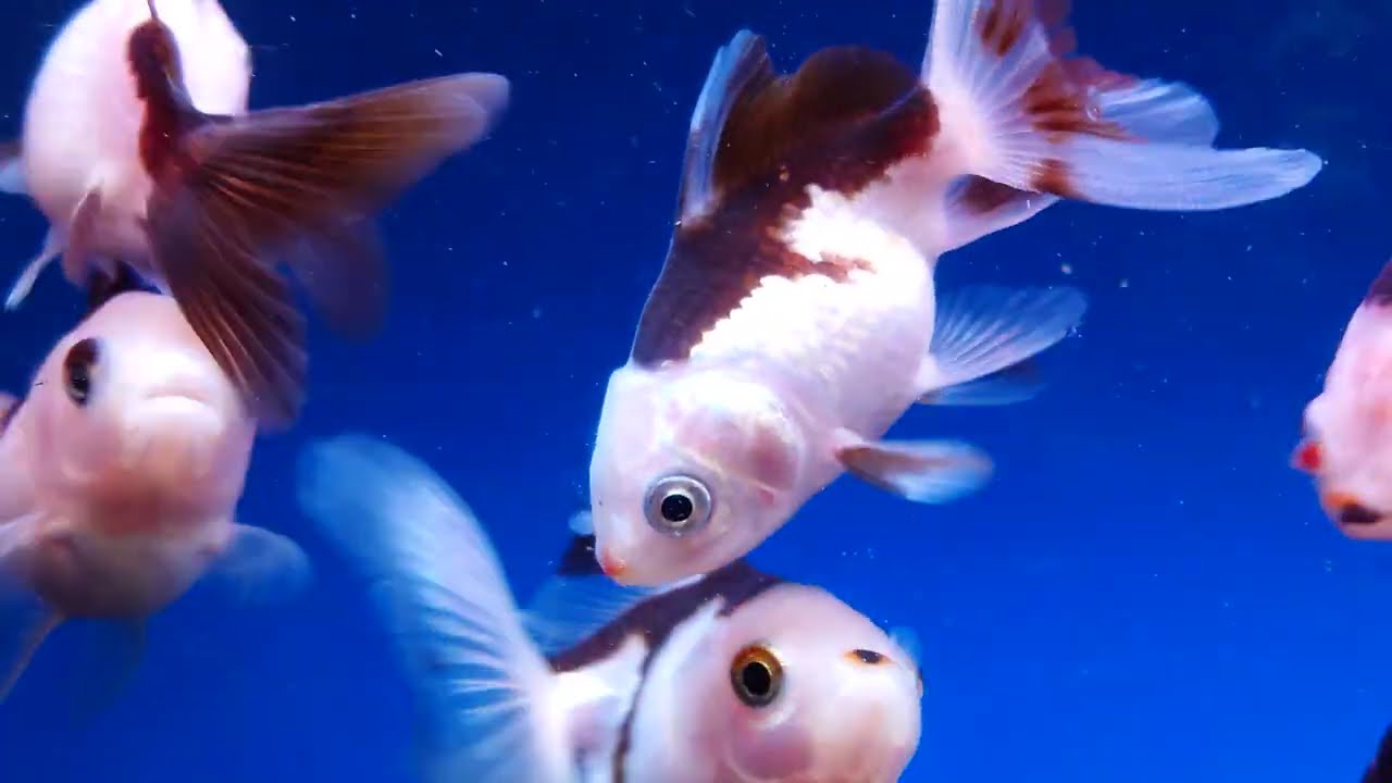 PANDA ORANDAS🐟🐟🐟!!!🐼🐼🐼 #oranda #fish #aquarium