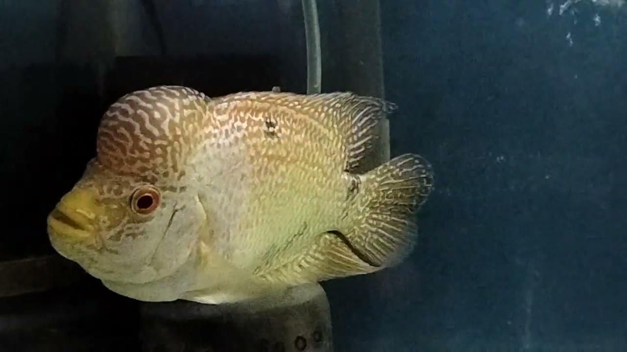 Beli ikan Louhan golden base di kios WNC pasar Parung 