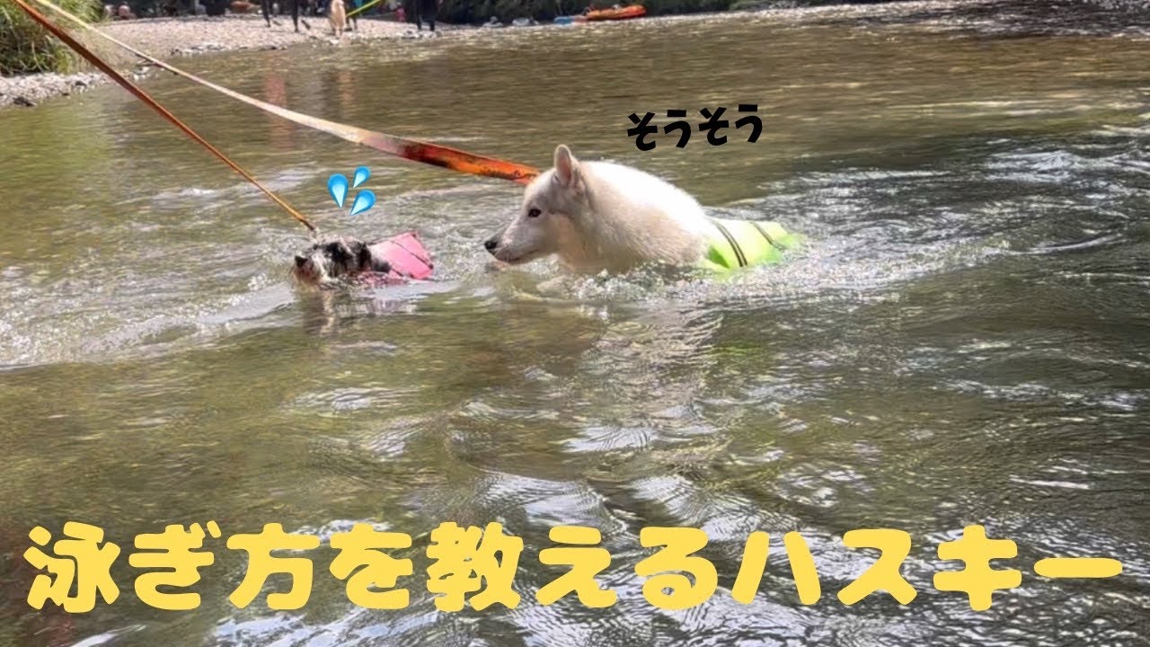 ミニチュアシュナウザーに泳ぎを教え、応援するハスキーに感動