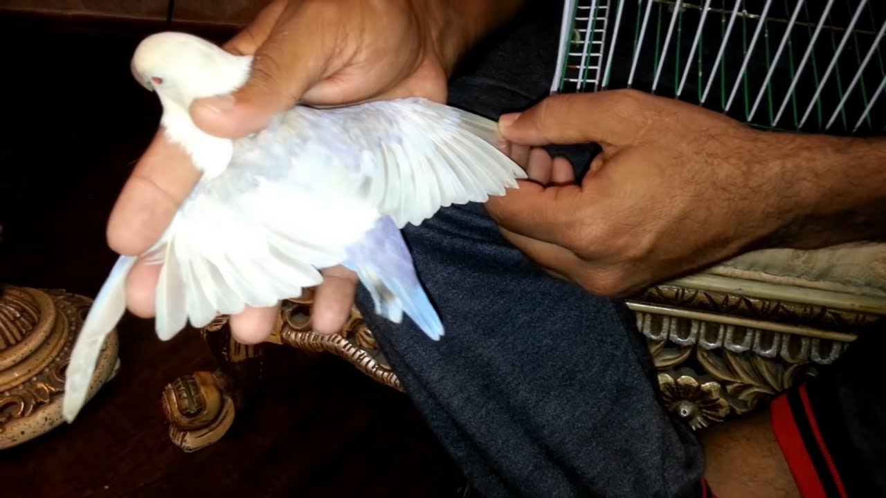 The World Rare Mutation of Fishery Pale Fallow