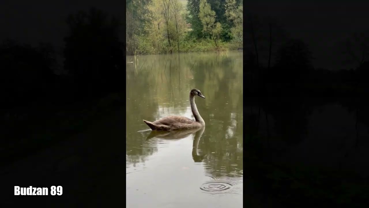 Свято Покрови Пресвятої Богородиці