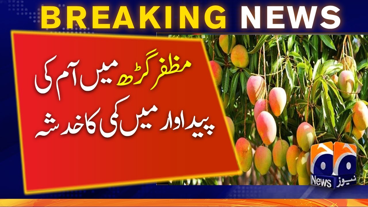 Muzaffargarh likely to face dip in mango production