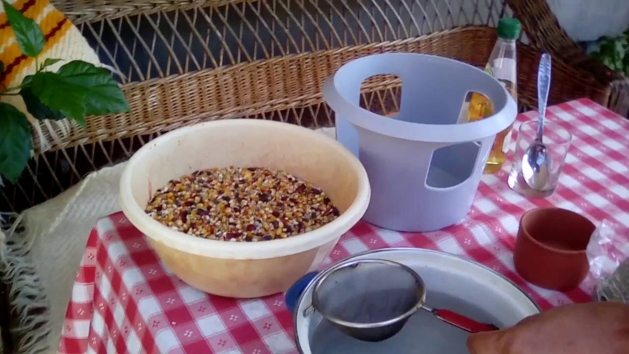 The RIGHT way to prepare a tea for pigeons ! ! !