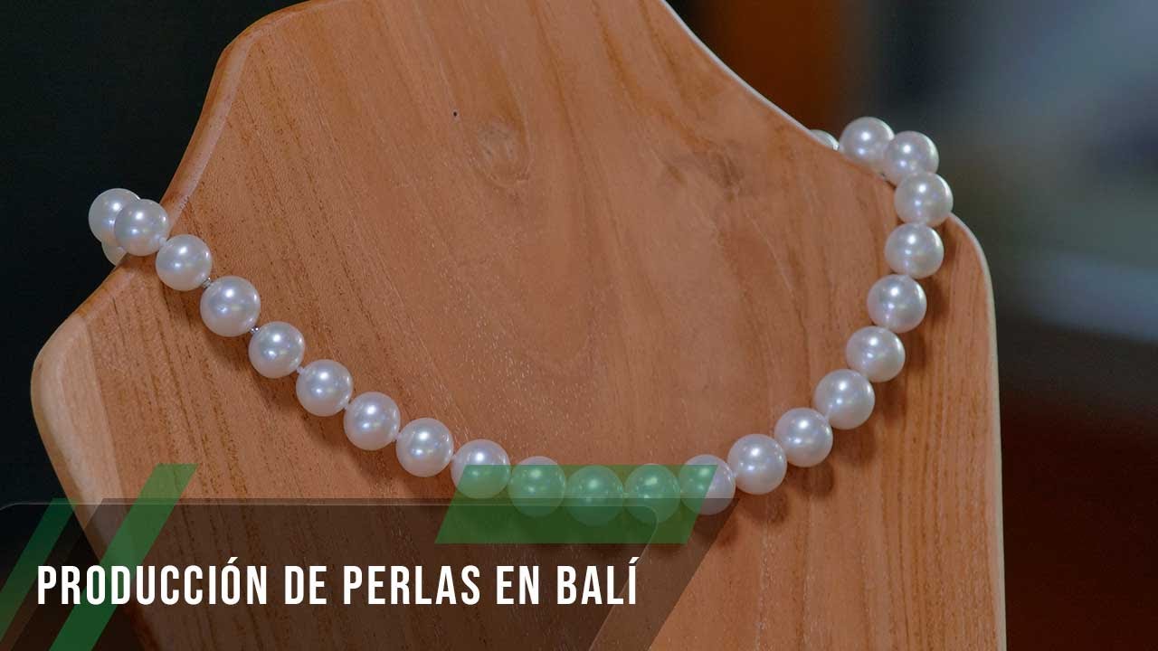 Producción de perlas en Balí - TvAgro por Juan Gonzalo Angel Restrepo