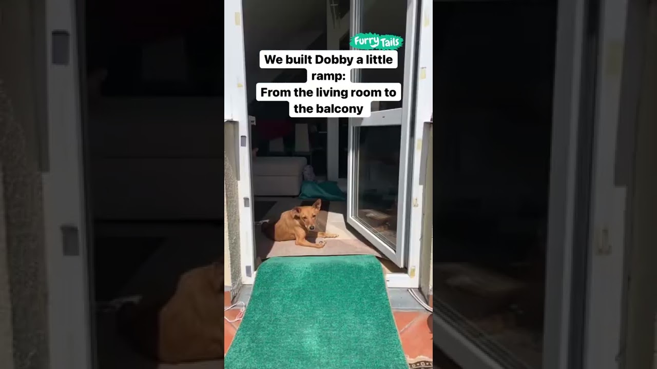 This rescue dog's recovery story is incredibly inspirational! 🥹🥰