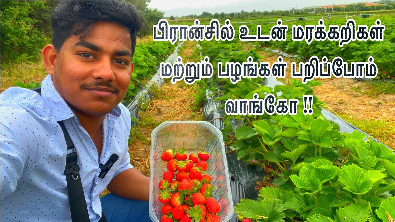 Ferme De Gally | Cueillette De Gally | France Tamil