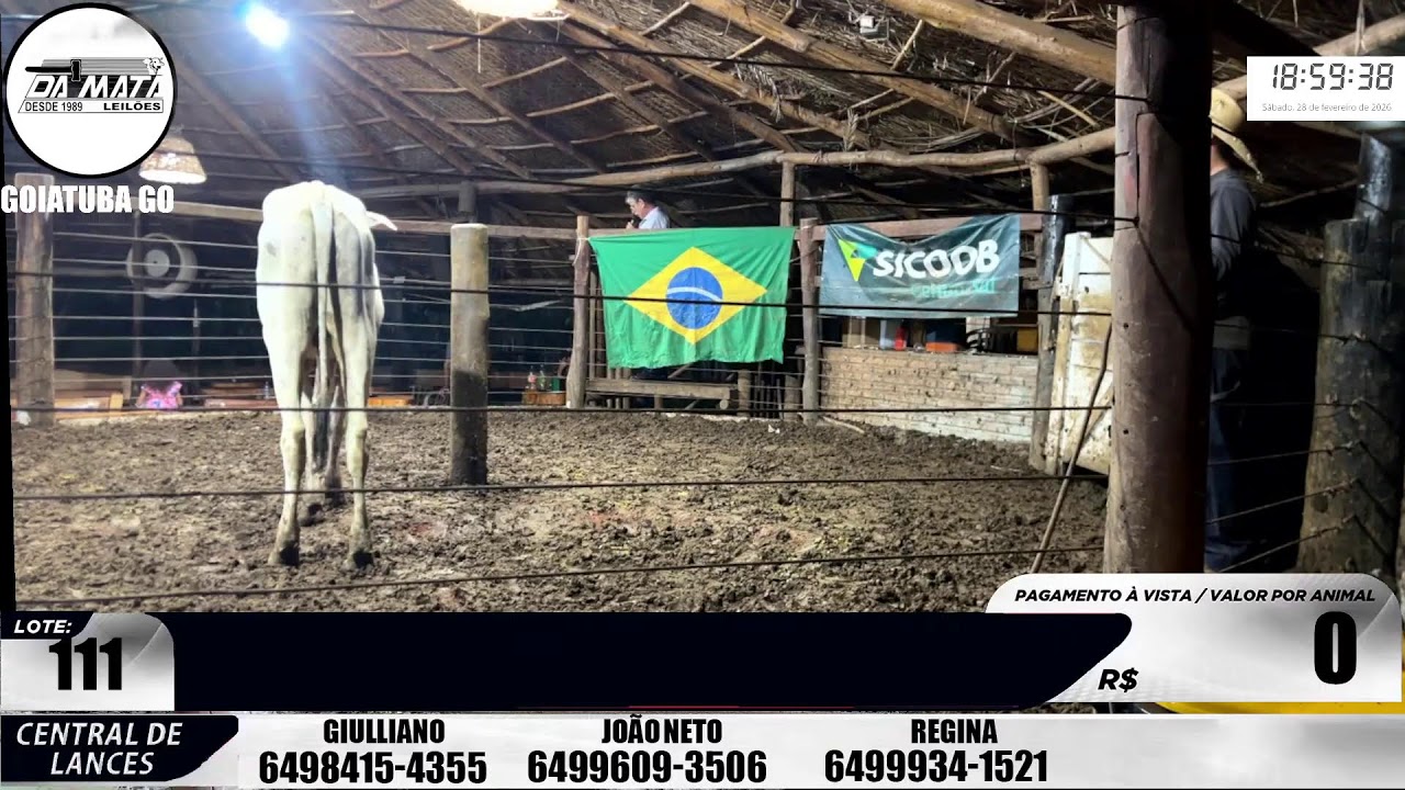 Leilão de gado em Goiatuba Goiás,  28/02/2026 - Mata Preta  Leilões - 14:00 Hs