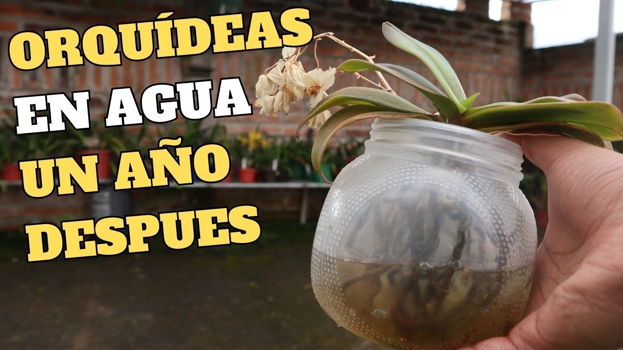 Cultivo de Orquídeas en Agua: Mi Experiencia Un Año Despues
