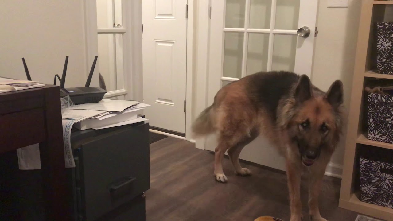 Stubborn Husky Always Gets What He Wants