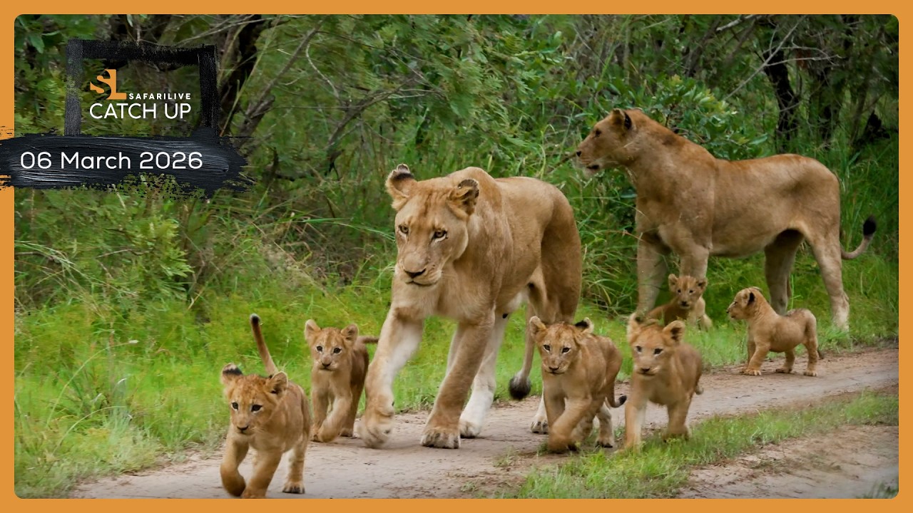 Маленькие детеныши и пернатые друзья — SafariLIVE Catch Up, 6 марта 2026 г.