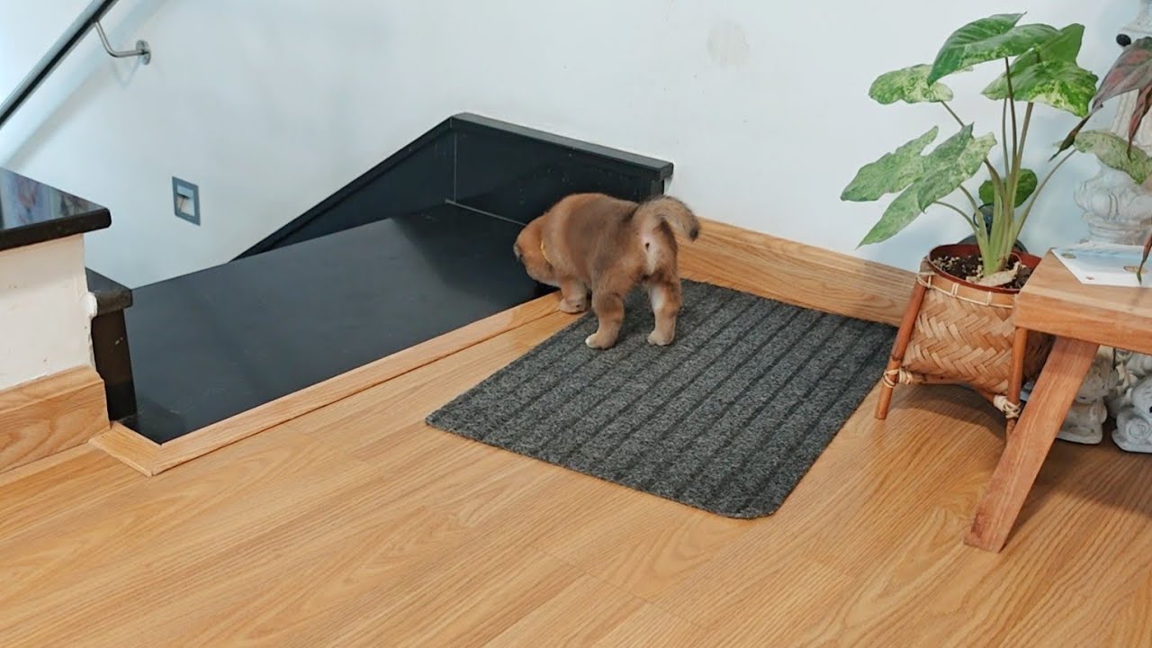 Sniffing her dad's scent when he's not around