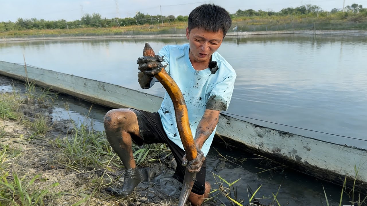 江蘇鱔魚封神了！一兩斤一條，到底吃的啥 “神仙餌料”，也太頂了！#fishing #熱門