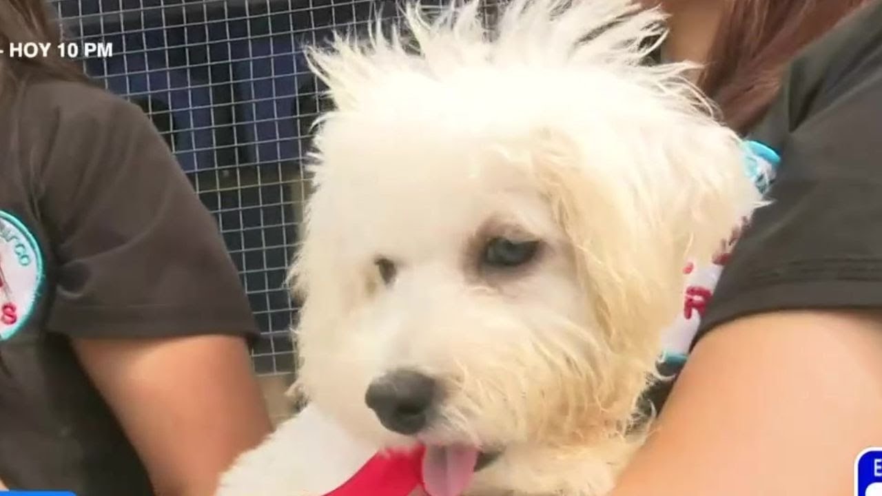 ¡Atención! Conoce aquí cómo adoptar unos lindos cachorritos que necesitan de tu apoyo