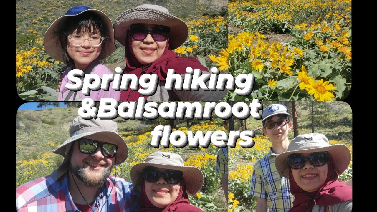 Spring hiking & Balsamroot flowers in Wenatchee Washington USA.