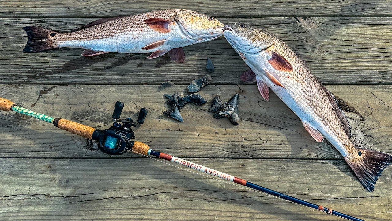 BIG Redfish & Shark Teeth?! Inshore Kayak fishing in South Carolina