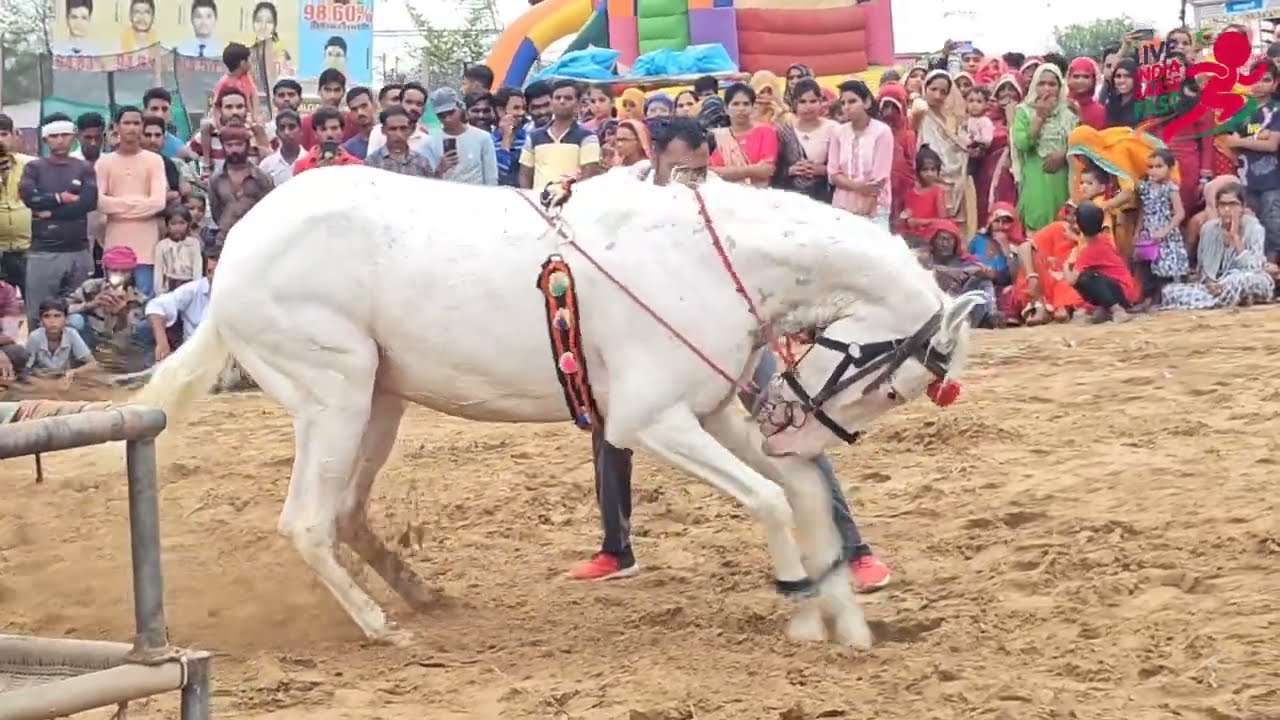 Ghoda Dance | Gora Ghoda Show | Ghoda Chunni Mein Dance Video