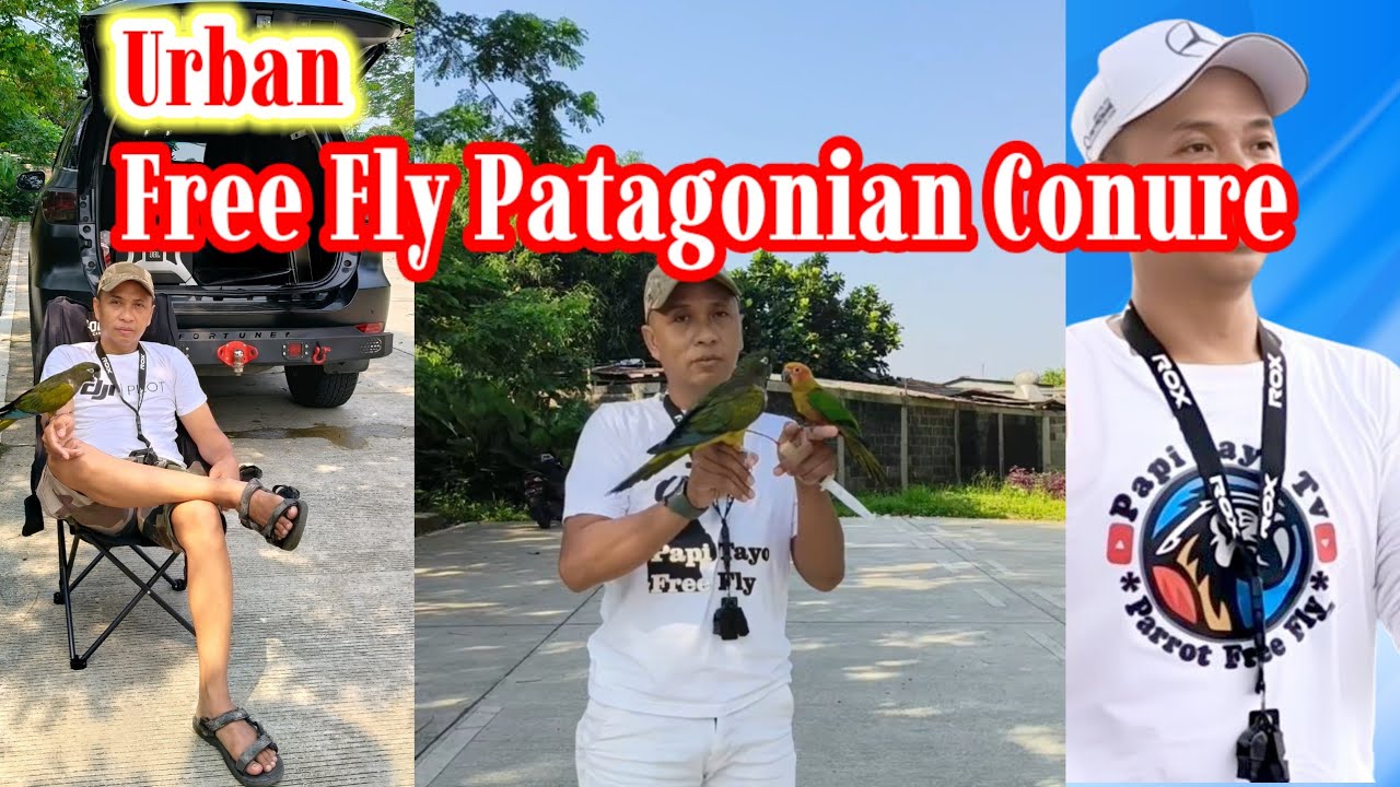 Patagonian Conure Free Fly