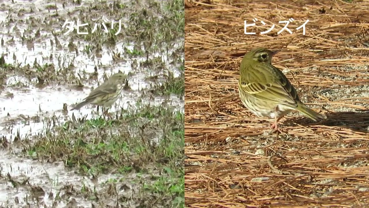 【野鳥】タヒバリとビンズイを並べて見る動画 Comparing Buff-bellied Pipit and Olive-backed Pipit【Wild bird】