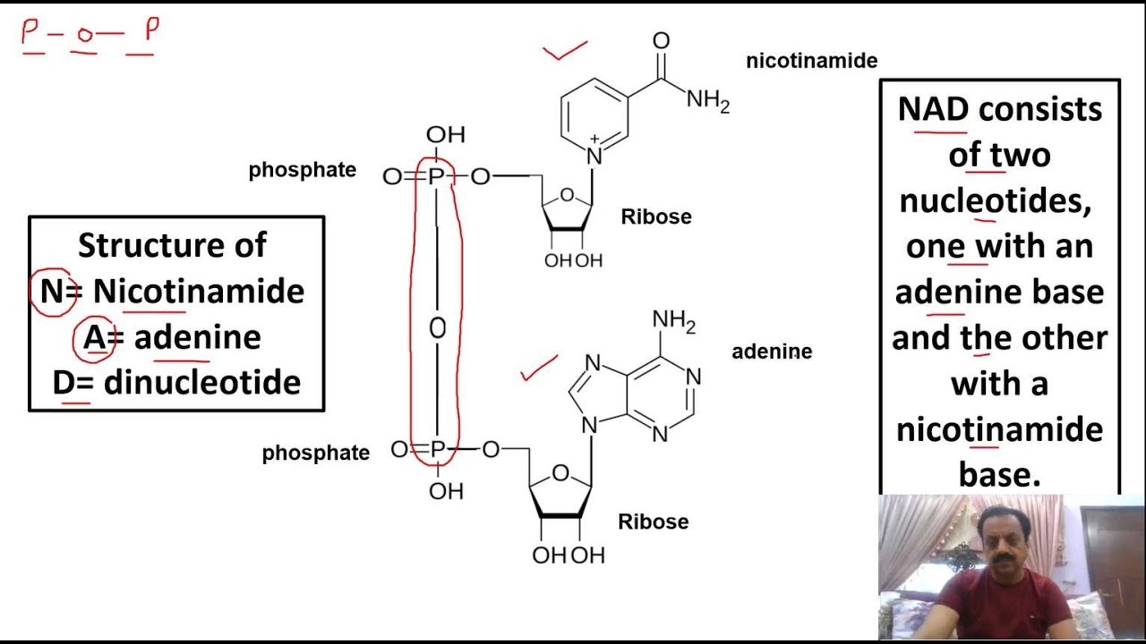 Chapter 1 : / Biological Molecules / Part 22 / Dinucleotide /  NAD / Sindh Text Board