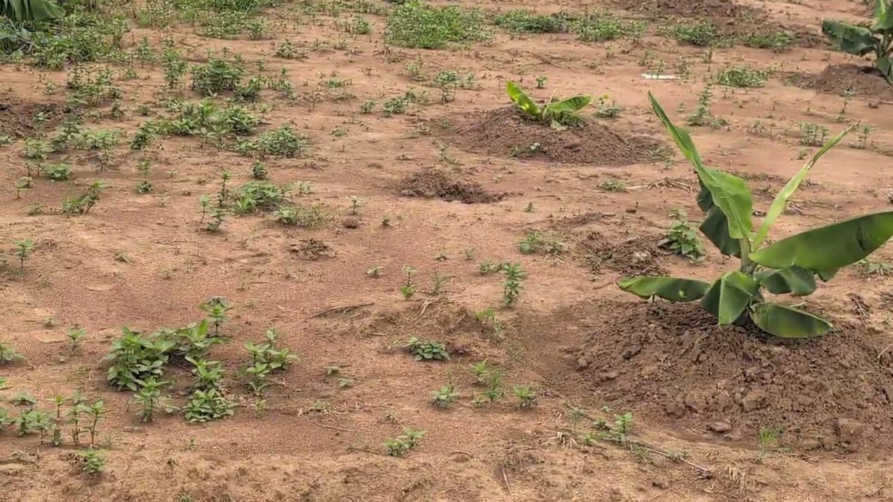 banana plantations is now 4 months #orangewine #farming101 #agro #livestockfarm #orangewine 