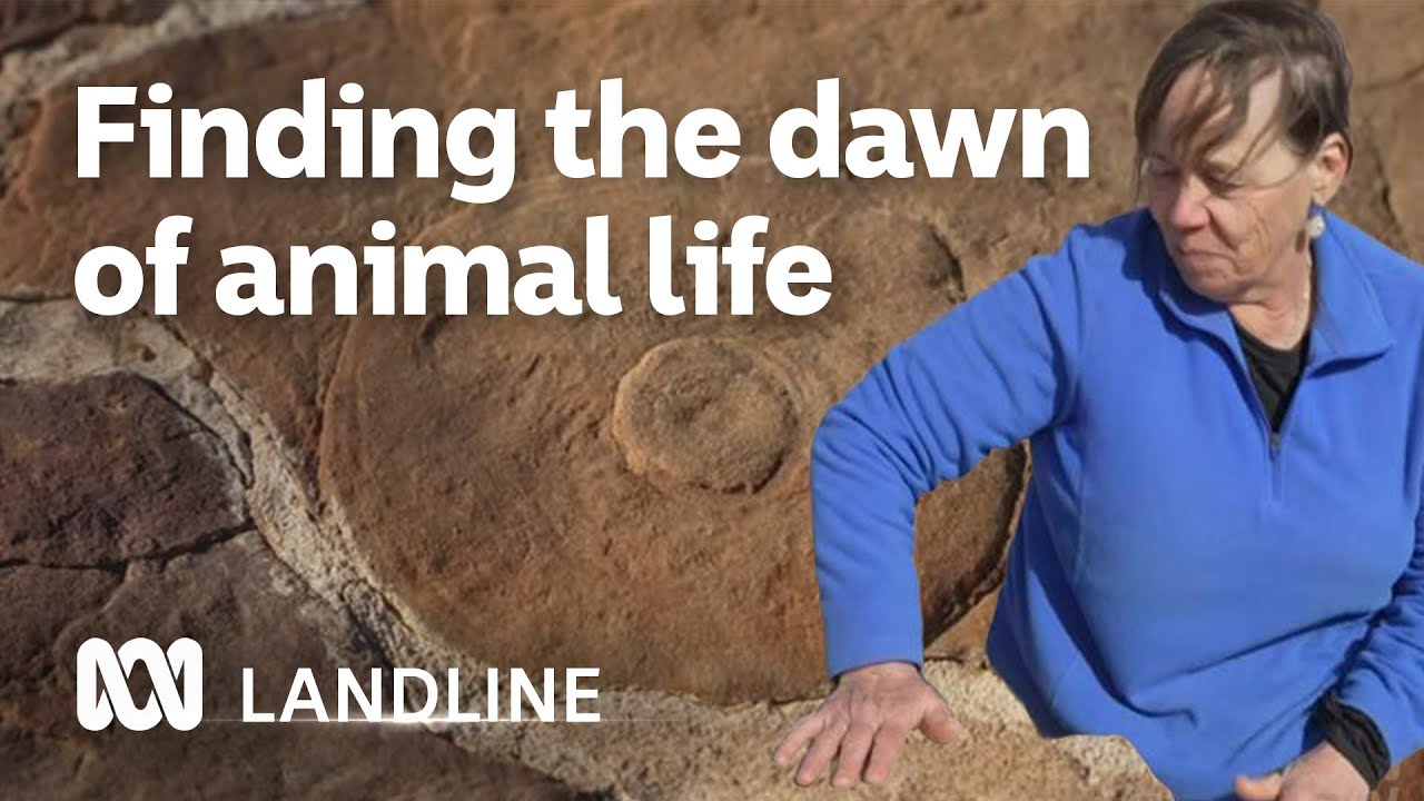 How Americans & Aussies uncovered the dawn of animal life in a national park | Landline