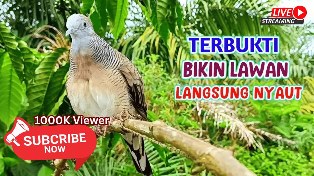 Bantu SUBSCRIBE| Perkutut Lokal Gacor Suara Besar Pancingan Burung Perkutut Agar Cepat Bunyi.