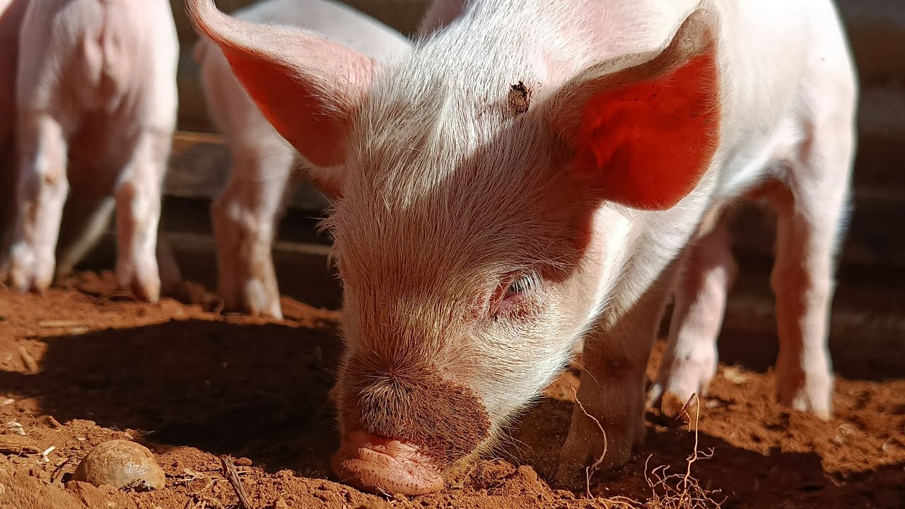 Morning at the Farm 🌅 | Real Farm Life (Live)